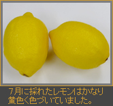 ７月に採れたレモンはかなり黄色く色づいていました。